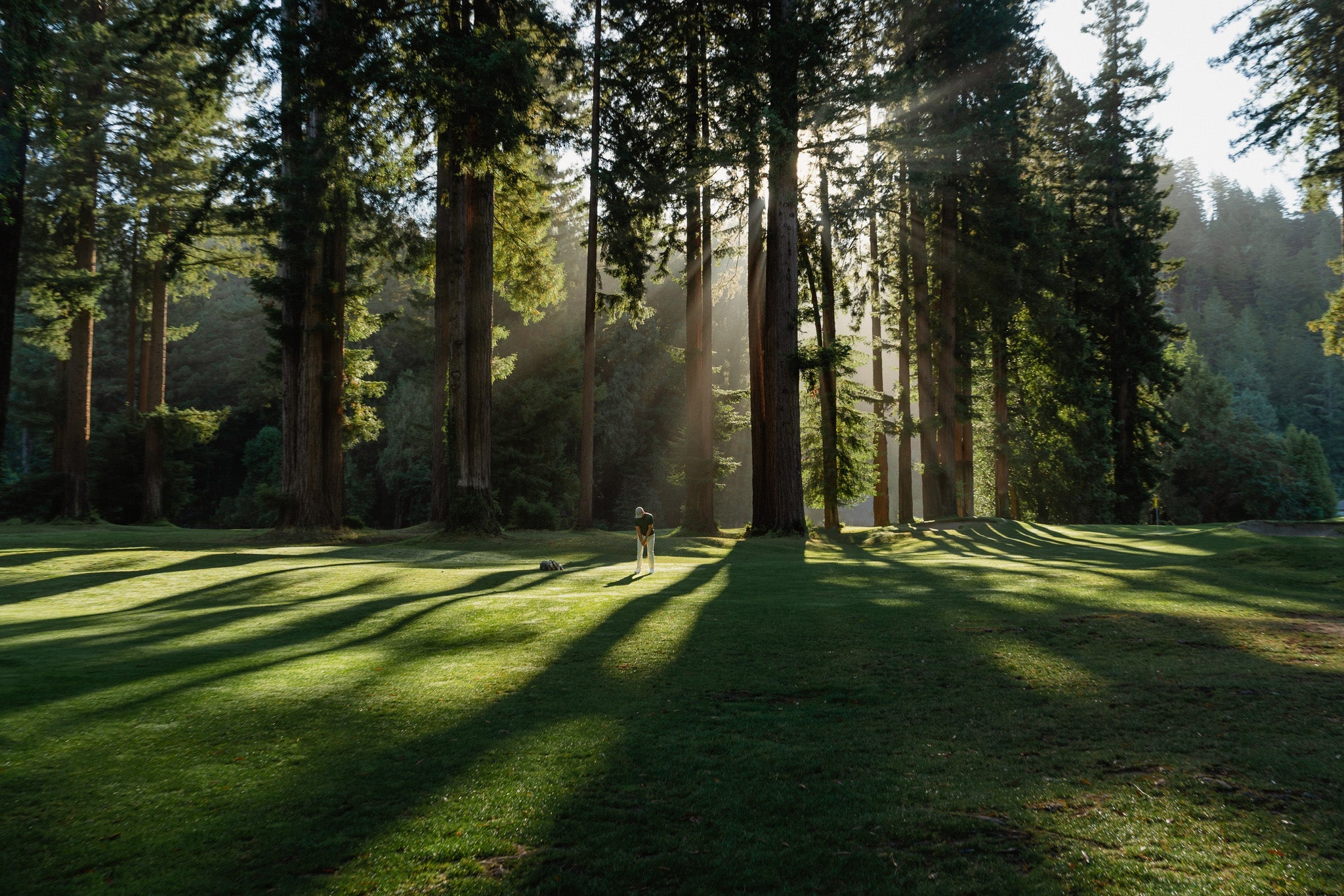Men's Redwoods Collection