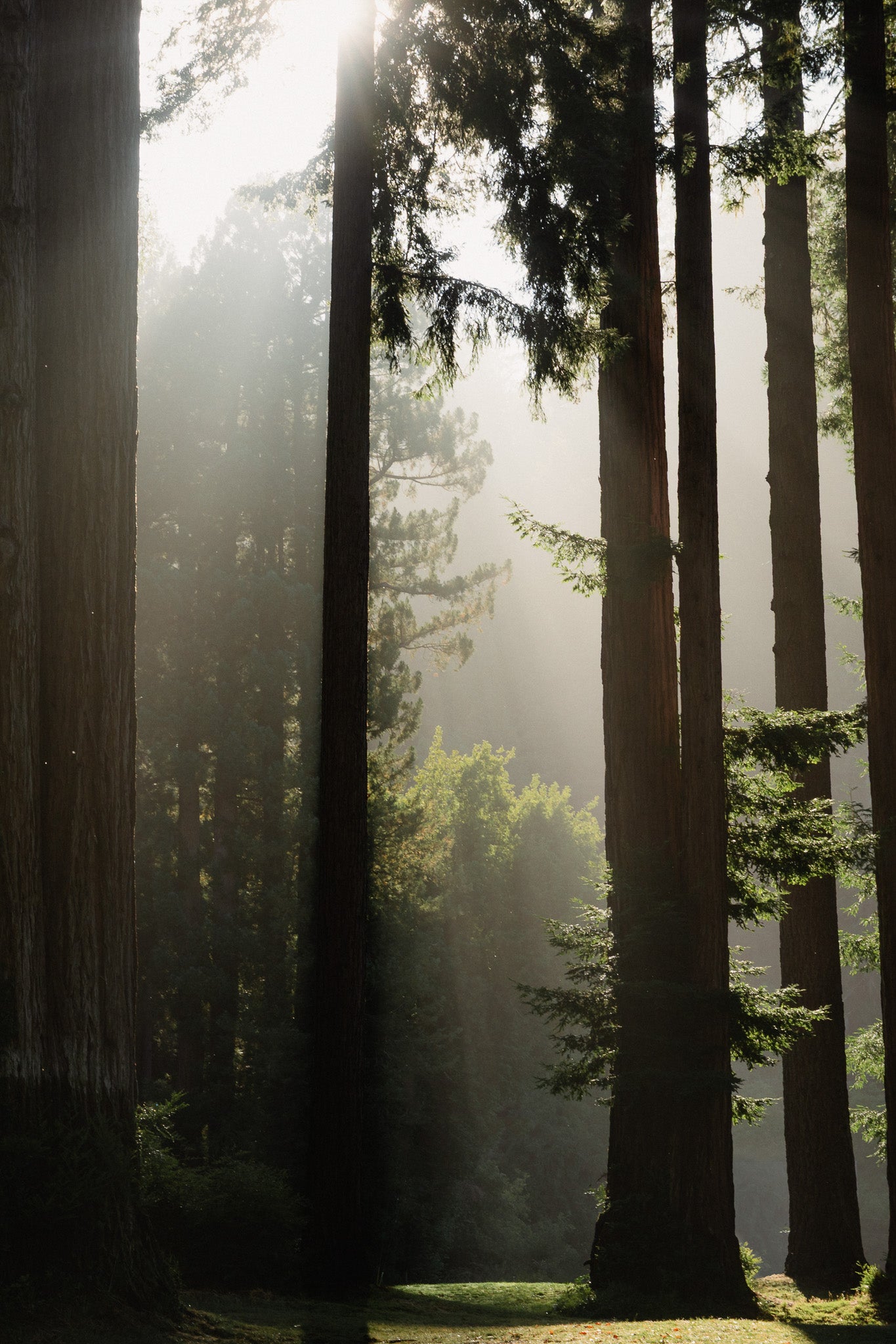 Signature Mock Neck | Pineneedle – MANTRA